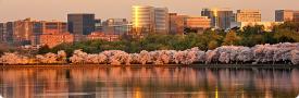 Two recommedations for DC Cherry Blossom Festival