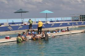 Ever wonder what it is like to swim with a Dolphin