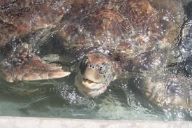 Click to enlarge image Turtles at the Grand Cayman Turtle Farm - Ever wonder what it is like to swim with a Dolphin? - Dolphin Discovery Grand Cayman