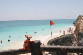 Tigger soaking in the beach. Tigger soaking in the beach. - Tulum Maya Ruins Site - Long time dream lives up to all expectations and so much more!