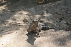 Prepare to see a lot of these! Prepare to see a lot of these! - Tulum Maya Ruins Site - Long time dream lives up to all expectations and so much more!