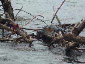 "[Here]  you see an alligator sunning itself on some wood debris in the river water.  He shares this rest spot with torn plastic bags and other forms of trash." - Ray Schneider "[Here]  you see an alligator sunning itself on some wood debris in the river water.  He shares this rest spot with torn plastic bags and other forms of trash." - Ray Schneider - Earth Day, Costa Rica, Central American Paradise - Striving to become the `greenest` country on the planet, there is a role for everyone to play!