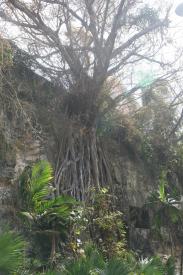 Click to enlarge image This tree apprears to be hanging on to the edge of the rockface. - The Queen`s Staircase - Escape Route from Fort Fincastle that still exists.