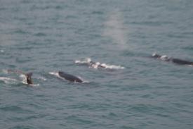 Click to enlarge image We went whale watching but still saw a lot of whales right from the deck of the Wonder - Everyone should Cruise the Inside Passage - Part 1: Travel with good friends, it is HIGHLY recommended!