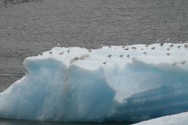 Click to enlarge image Lots of ice bergs, lots of birds barging on them. - Everyone should Cruise the Inside Passage - Part 2: One of the most impressive cruises ever, the coast of Alaska with take your breath away!!
