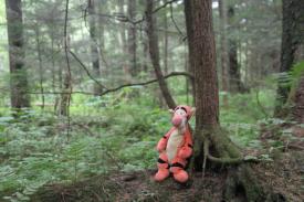 Click to enlarge image A Tigger in his natural habitat. - Everyone should Cruise the Inside Passage - Part 3: The rich history of Sitka, Alaksa and more.