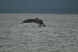 Click to enlarge image  - Everyone should Cruise the Inside Passage - Part 4: Juneau, Alaska. A stop from the Disney Cruise Line Wonder