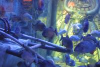 Click to enlarge image  - Walt Disney Cruise Vacation - Atlantis Resort at Nassau of the Bahamas - Page One
