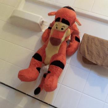 Click to enlarge image  - Tigger undergoes Successful Spine Surgery - Follow the story of Tigger's upgrade, an exciting say in his life!