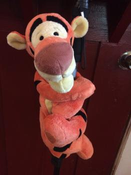 Click to enlarge image  - Tigger undergoes Successful Spine Surgery - Follow the story of Tigger's upgrade, an exciting say in his life!