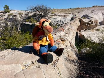 Click to enlarge image Tigger Contemplates the millennia represented by this one sight! - Agate Bridge in the Petrified Forest National Park, Arizona - History preserved but not forever, see it while you can!