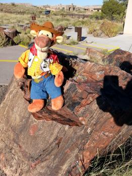 Click to enlarge image Other sights offer views of impressive pieces of petrified wood. - Agate Bridge in the Petrified Forest National Park, Arizona - History preserved but not forever, see it while you can!