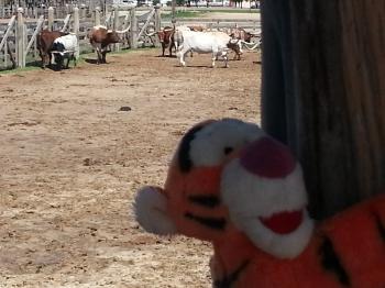 Click to enlarge image Tigger poses with the herd at the pens. - There's no place in Texas like Fort Worth's Stockyards Station - Tigger takes some Brittish friends for a REAL Texas experience!