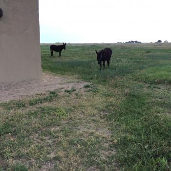 Click to enlarge image Local residents had to come get Tigger's Autograph! I think the one on the left said he knows Eeyore - Bent`s Old Fort National Historic Site Colorado - Castle of the Plains