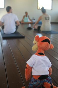 Click to enlarge image Tigger walks in at the beginning of the class. - Tigger Attends Yoga Class at The Balinese Wellness Spa and Yoga Retreat  - Port Aransas, Texas