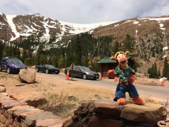 Click to enlarge image Here Tigger is showing the tree line just above Glen Cove - Exploring the Top of Pikes Peak Mountain - Near Colorado Springs, Colorado, over 14,000 feet and a view that is hard to beat!