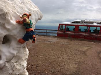 Click to enlarge image Tigger got stuck on a snow bank after bouncing too high at the summit! - Exploring the Top of Pikes Peak Mountain - Near Colorado Springs, Colorado, over 14,000 feet and a view that is hard to beat!