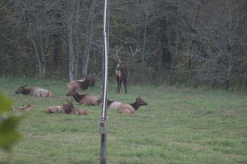 Click to enlarge image - Elk Herd Living in Northwest Arkansas - Many do not know that Arkansas has one of the Largest Herds of Elk outside of the Rockies!
