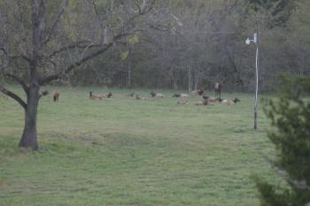 Click to enlarge image  - Elk Herd Living in Northwest Arkansas - Many do not know that Arkansas has one of the Largest Herds of Elk outside of the Rockies!