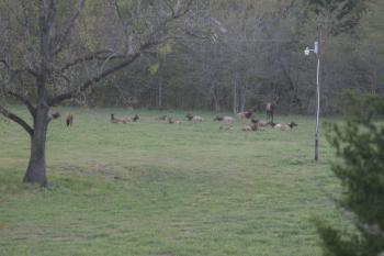 Click to enlarge image - Elk Herd Living in Northwest Arkansas - Many do not know that Arkansas has one of the Largest Herds of Elk outside of the Rockies!