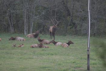 Click to enlarge image - Elk Herd Living in Northwest Arkansas - Many do not know that Arkansas has one of the Largest Herds of Elk outside of the Rockies!
