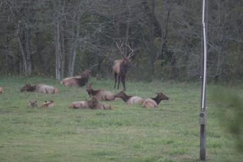 Click to enlarge image  - Elk Herd Living in Northwest Arkansas - Many do not know that Arkansas has one of the Largest Herds of Elk outside of the Rockies!