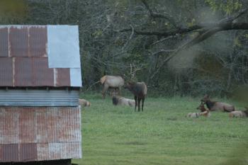 Click to enlarge image - Elk Herd Living in Northwest Arkansas - Many do not know that Arkansas has one of the Largest Herds of Elk outside of the Rockies!