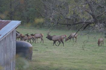 Click to enlarge image - Elk Herd Living in Northwest Arkansas - Many do not know that Arkansas has one of the Largest Herds of Elk outside of the Rockies!