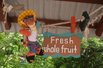 Click to enlarge image Oh yay!! Tigger LOVES fresh fruit!!! - Castaway Cay is a private PARADISE managed by Disney Cruise Line! - The only way Tigger or any other guests of Disney Cruise Line can get to Castaway Cay is on a Cruise.