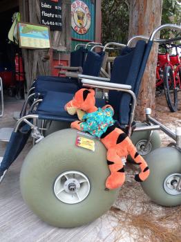 Click to enlarge image The island is pretty much all handicap accessible. These chairs are available to rent that make beach navigation much easier. - Castaway Cay is a private PARADISE managed by Disney Cruise Line! - The only way Tigger or any other guests of Disney Cruise Line can get to Castaway Cay is on a Cruise.