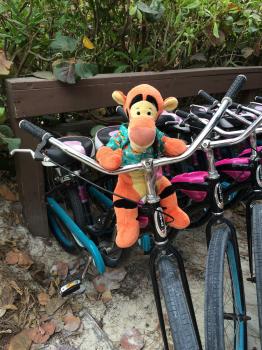 Click to enlarge image Bicycles can be rented on the island. They are all one speed Beach bikes. Don't expect anything fancy. - Castaway Cay is a private PARADISE managed by Disney Cruise Line! - The only way Tigger or any other guests of Disney Cruise Line can get to Castaway Cay is on a Cruise.