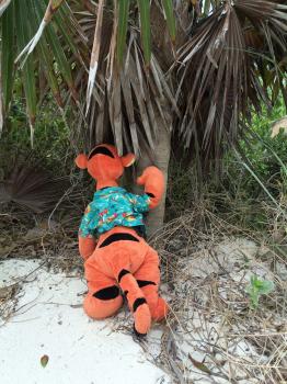 Click to enlarge image Tigger!!! You cannot wander off into the growth on Castaway Cay! This is a natural preserve! - Castaway Cay is a private PARADISE managed by Disney Cruise Line! - The only way Tigger or any other guests of Disney Cruise Line can get to Castaway Cay is on a Cruise.