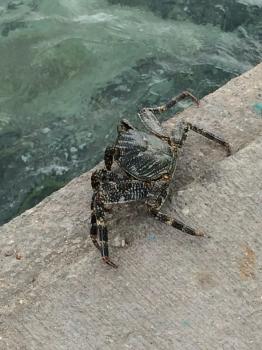 Click to enlarge image While salking around the dock, Tigger met this little fellow who said he knew Sebastian but could not name a single Mermaid! Tigger thinks he really does not know Sebastian! - TRC Boating in the British Virgin Islands - Part 3 of 5 - Lunch in Spanish Town at Mermaid's Dockside Bar and Grill