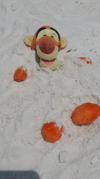 Click to enlarge image Tigger enjoying the WHITE SAND BEACH just a block away! - Treasure of a Condo for Rent in Destin, Florida - Tigger has his favorite Condo in Miramar Beach, Florida with a pool and only a block from a public beach!