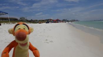 Click to enlarge image Tigger enjoying the WHITE SAND BEACH just a block away! - Treasure of a Condo for Rent in Destin, Florida - Tigger has his favorite Condo in Miramar Beach, Florida with a pool and only a block from a public beach!