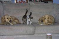 Click to enlarge image - Animals - Cats and Dogs