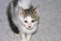 Click to enlarge image - Animals - Cats and Dogs