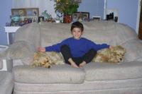 Click to enlarge image - Animals - Cats and Dogs