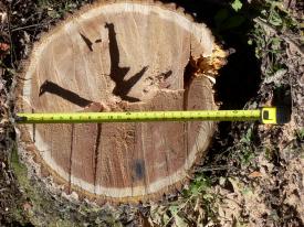 Click to enlarge image - Hurricane Ike Damage in Northwest Arkansas - 800 miles form the coast, Hurricane Ike left hundreds of trees down and thousands without power.