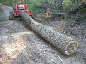 Click to enlarge image - Hurricane Ike Damage in Northwest Arkansas - 800 miles form the coast, Hurricane Ike left hundreds of trees down and thousands without power.