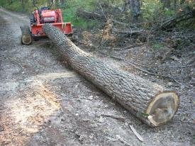 Click to enlarge image  - Hurricane Ike Damage in Northwest Arkansas - 800 miles form the coast, Hurricane Ike left hundreds of trees down and thousands without power.