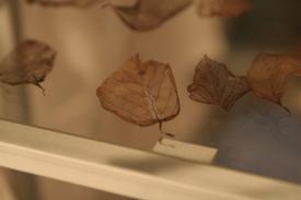Click to enlarge image  - Salzburg Natural History Museum - Page 5 - Interactive Leaf Exhibit