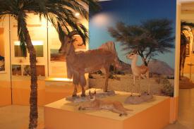 Click to enlarge image  - Salzburg Natural History Museum - Page 7 - Africa exhibition with a focus on deserts: Sahara, Kalahari, Namib