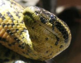 Click to enlarge image  - Salzburg Natural History Museum - Page 9 - Reptile Zoo with and extensive collection of poisonous snakes!