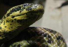 Click to enlarge image  - Salzburg Natural History Museum - Page 9 - Reptile Zoo with and extensive collection of poisonous snakes!