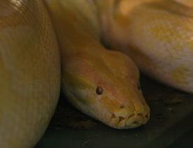 Click to enlarge image  - Salzburg Natural History Museum - Page 9 - Reptile Zoo with and extensive collection of poisonous snakes!