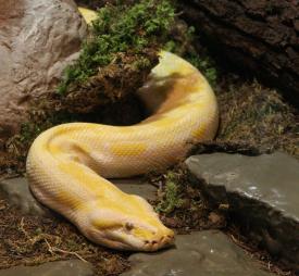 Click to enlarge image  - Salzburg Natural History Museum - Page 9 - Reptile Zoo with and extensive collection of poisonous snakes!