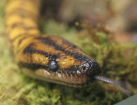 Click to enlarge image  - Salzburg Natural History Museum - Page 9 - Reptile Zoo with and extensive collection of poisonous snakes!