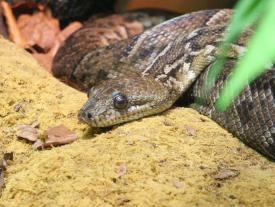 Click to enlarge image  - Salzburg Natural History Museum - Page 9 - Reptile Zoo with and extensive collection of poisonous snakes!