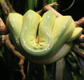 Click to enlarge image  - Salzburg Natural History Museum - Page 9 - Reptile Zoo with and extensive collection of poisonous snakes!